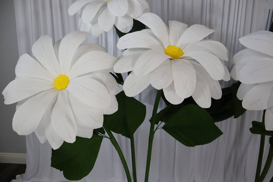 Giant Flowers Daisy (2).JPG