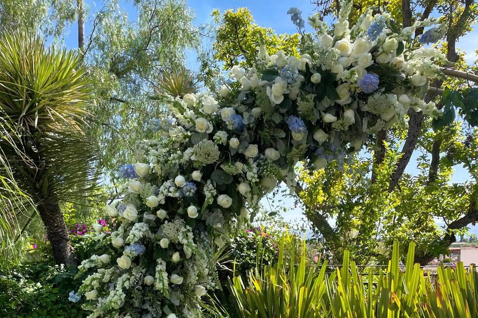 Macadamia Flores