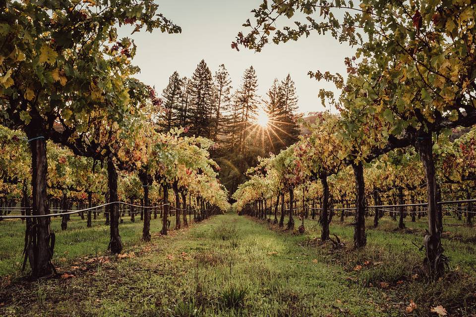 Vineyards into redwoods