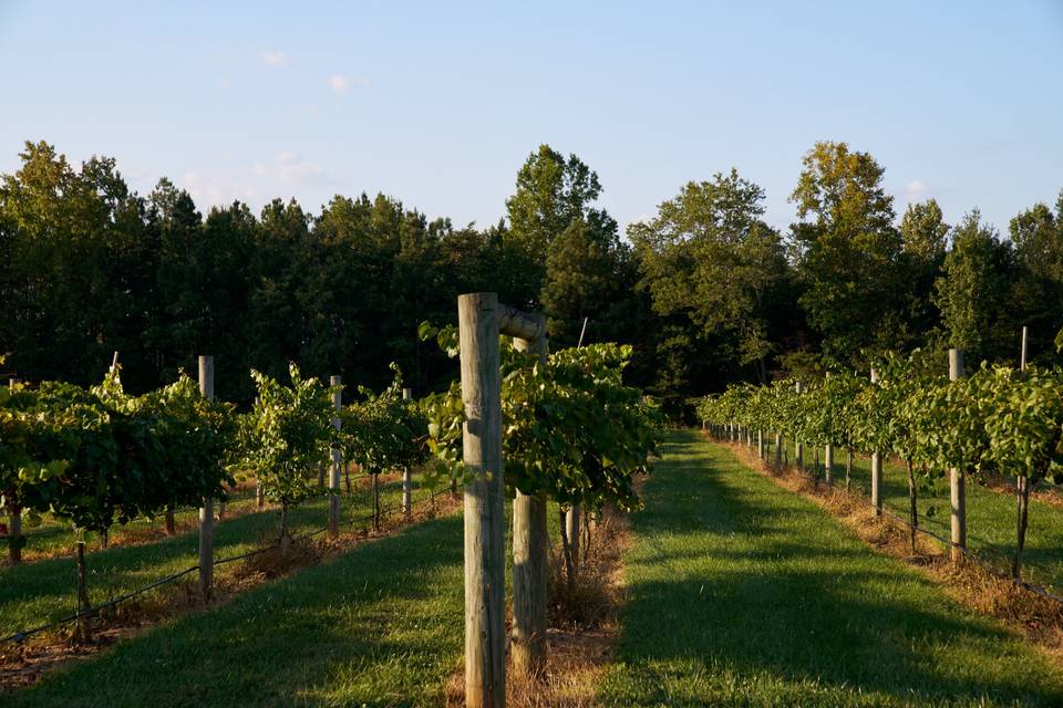 Vineyard area
