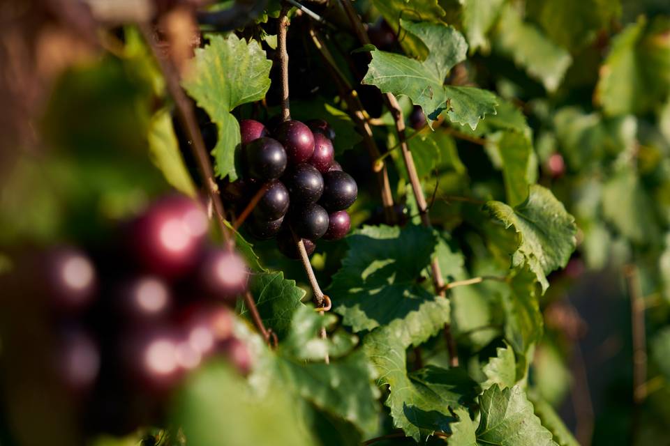 Vineyard detail
