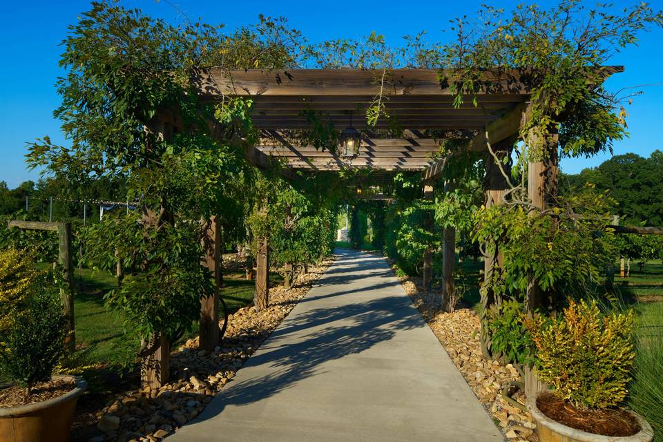 Vineyard area