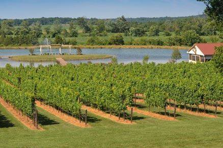 Old House Vineyards