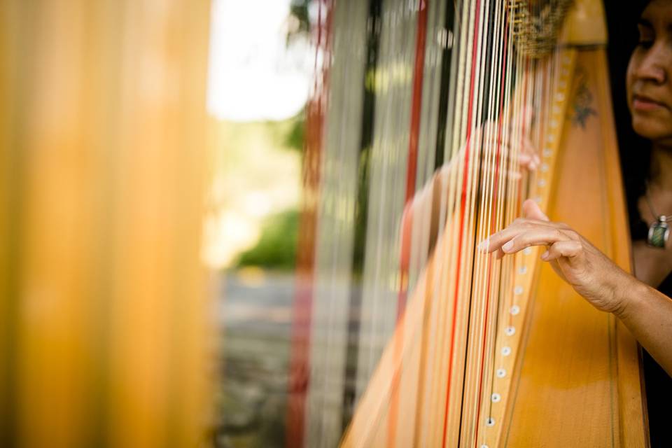 Harpist - Dan Aguirre Photo