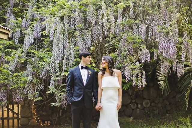 Holly Farm Wisteria