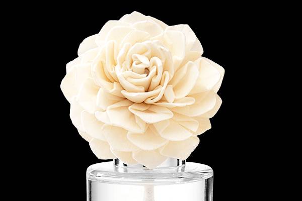 Fragrance Rose