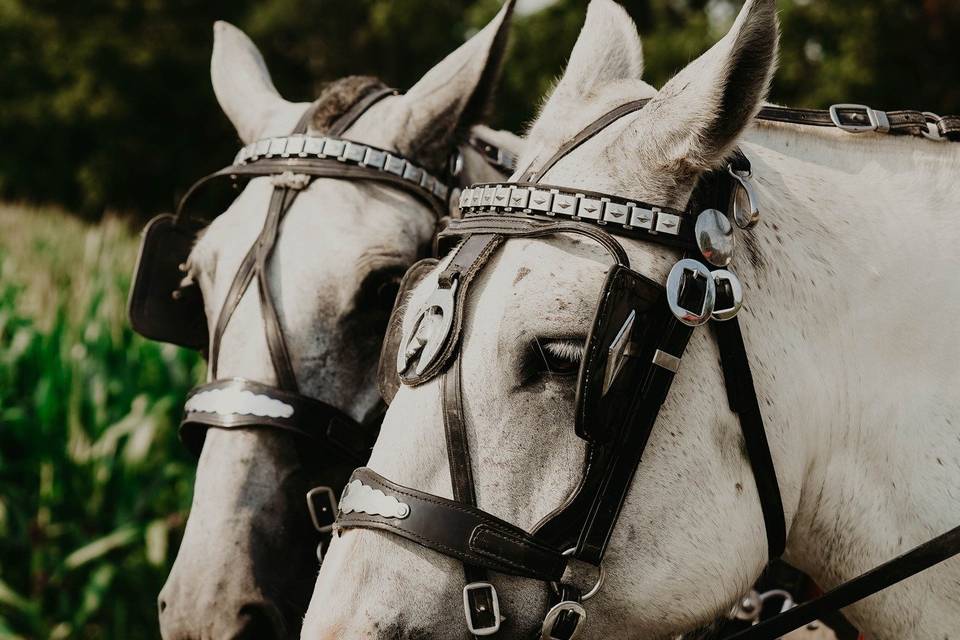 Horses for Wagon Rental