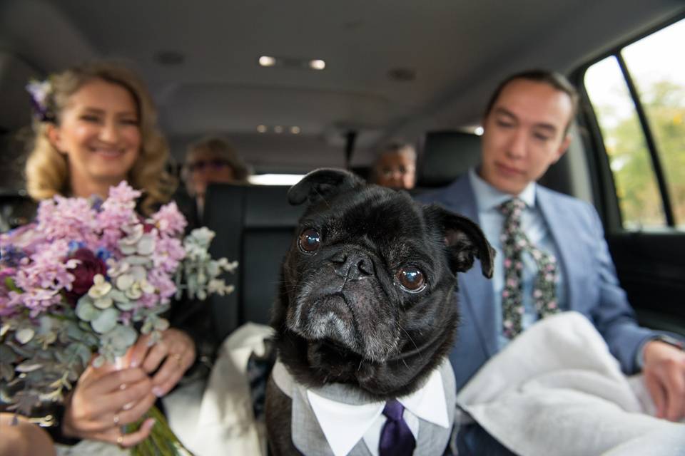 Have pug will travel