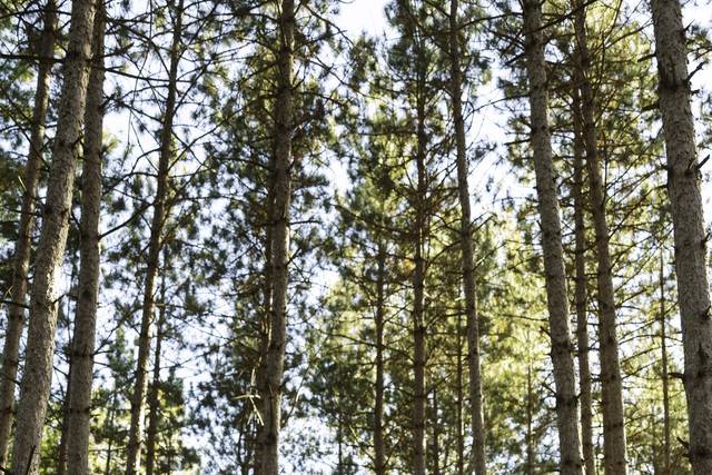 The Pines