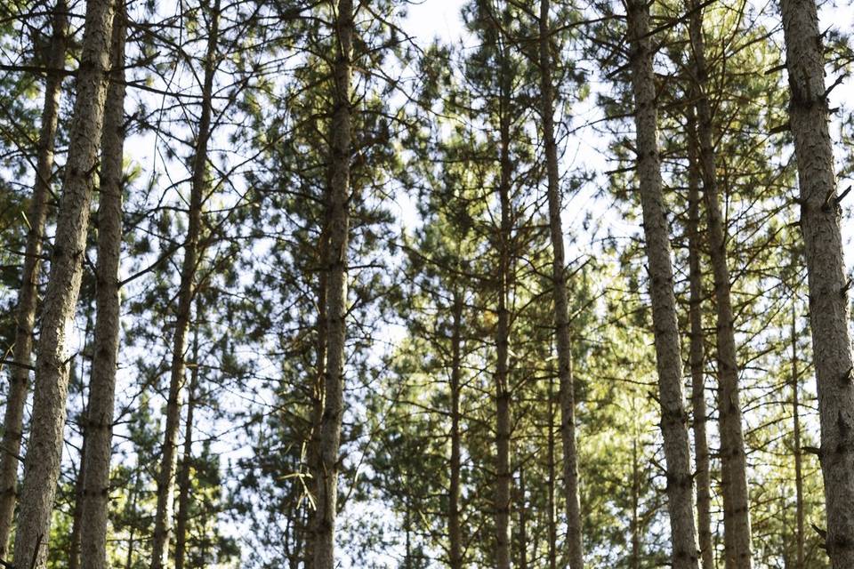 The Pines
