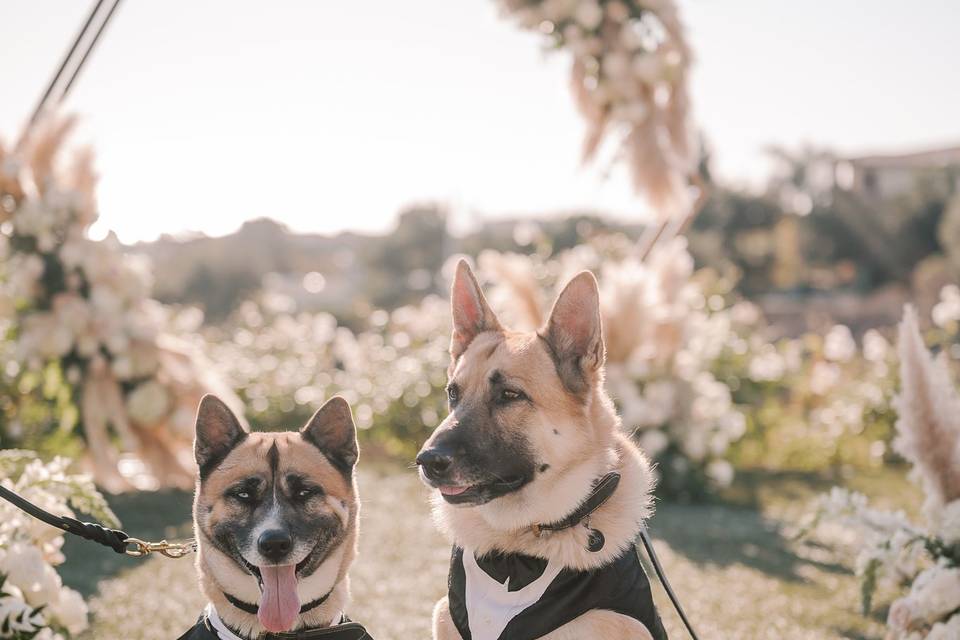 Ceremony Pups