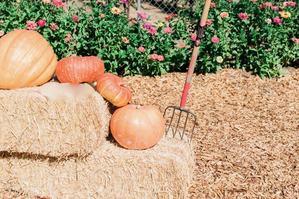 Backyard ceremony