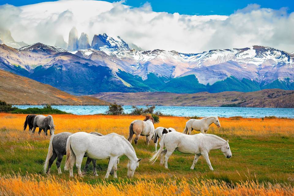 Patagonia Trekk
