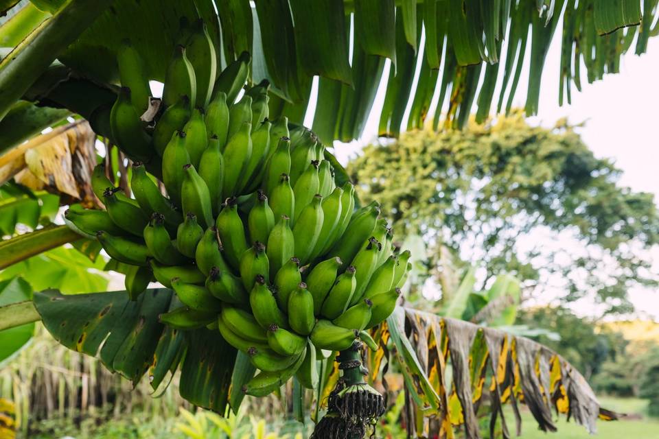 Cacao, banana & Lilikoi farm.