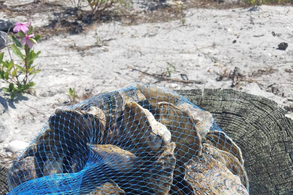 Fresh nurtured oysters