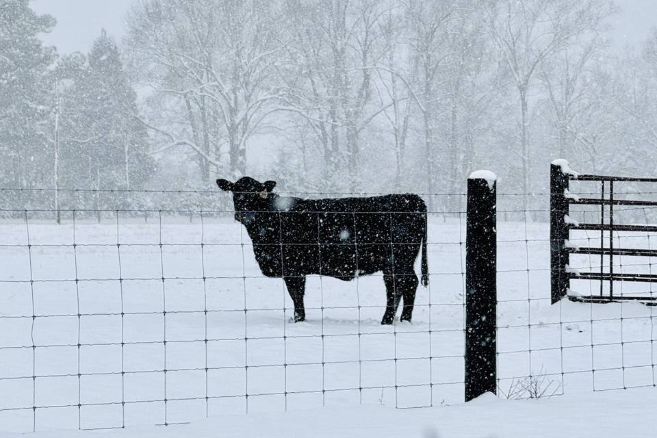 Winter Wonderland