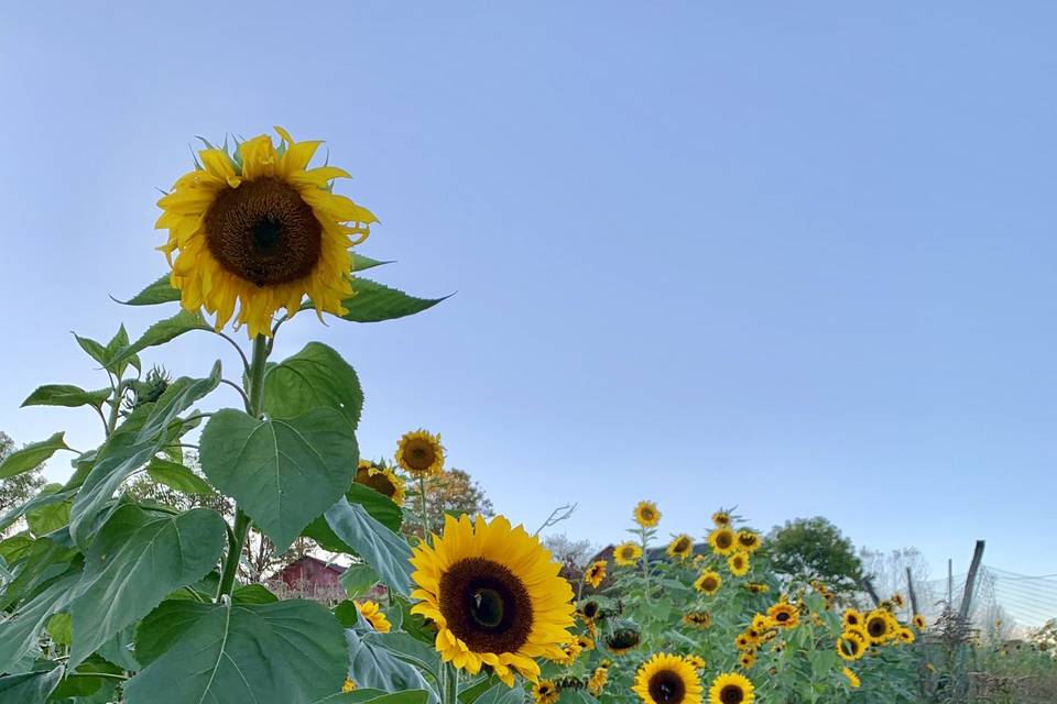 Sunflower Field