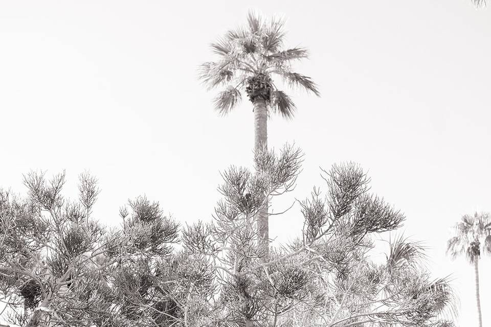 Royal palms LS
