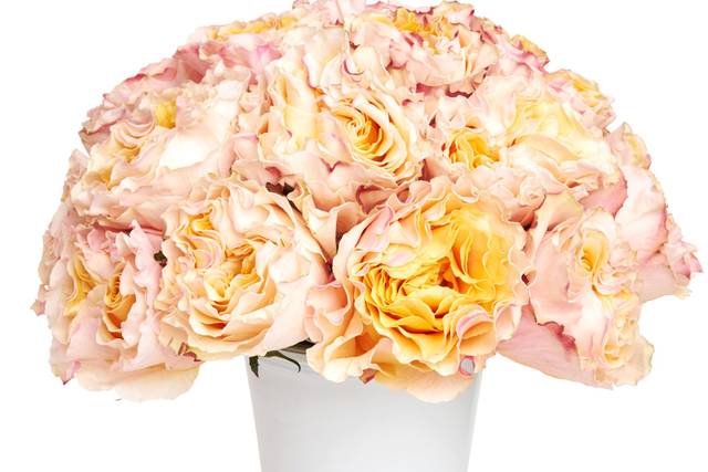 FMI Farms bicolor garden rose