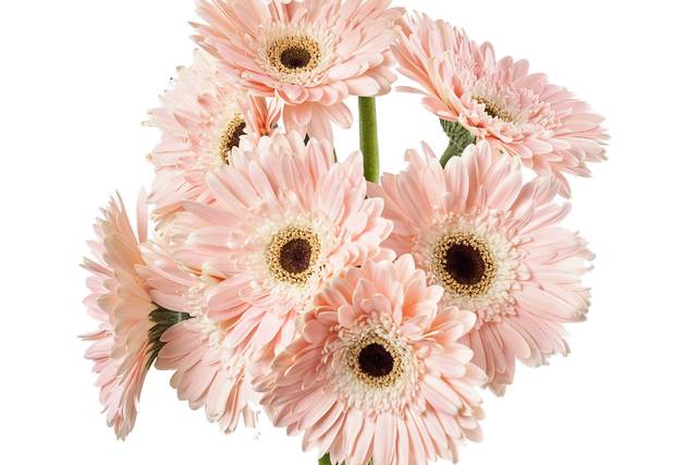 FMI Farms pink gerberas