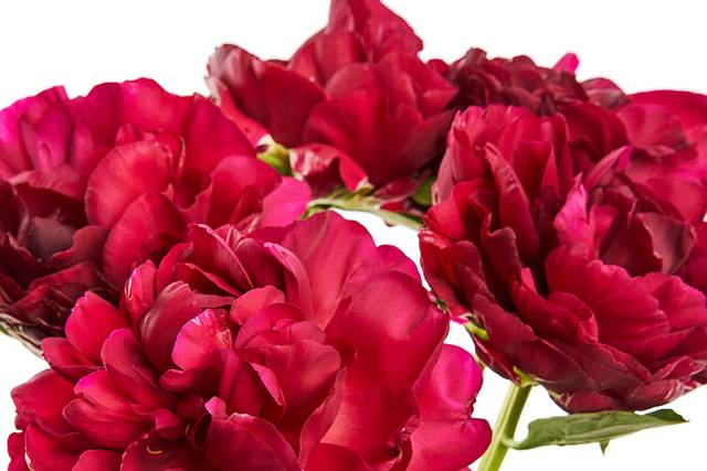 FMI Farms red peonies