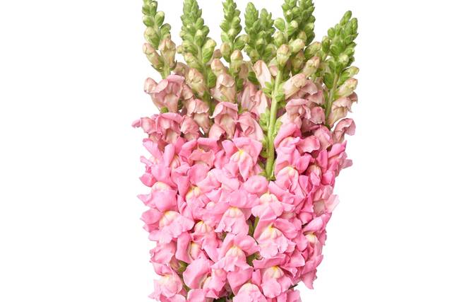 FMI Farms pink snapdragons