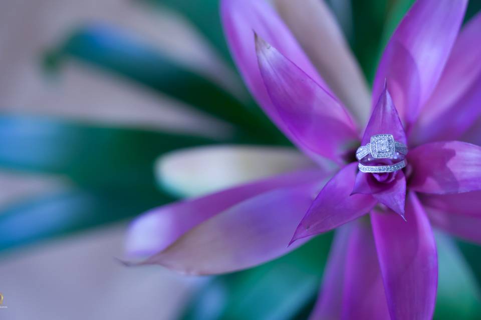 E Cardona Photography