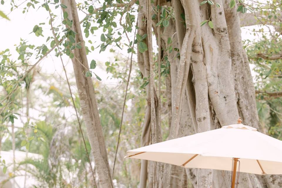 Under the Banyan Trees