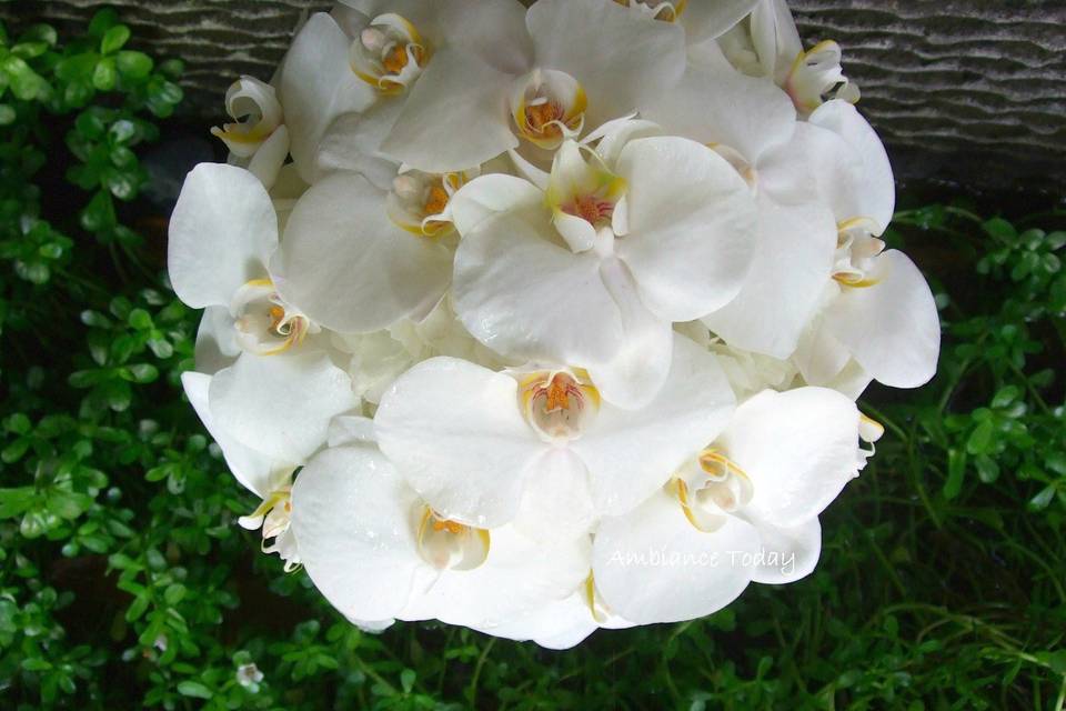 Phalaenopsis orchids and white hydrangea in a classical round bouquet.