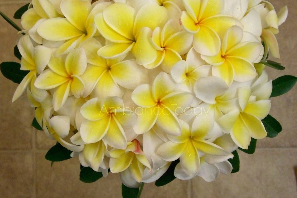 #plumeria #frangipani #bouquet #Hawaiian #tropical #fragrant #yellow #white