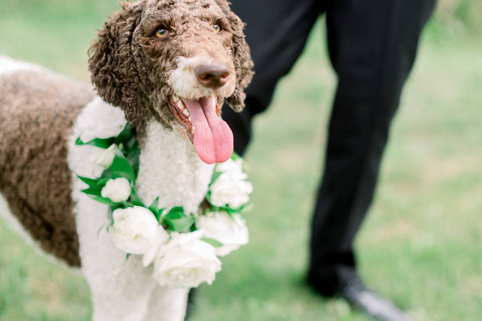 Flower Dog - Collar