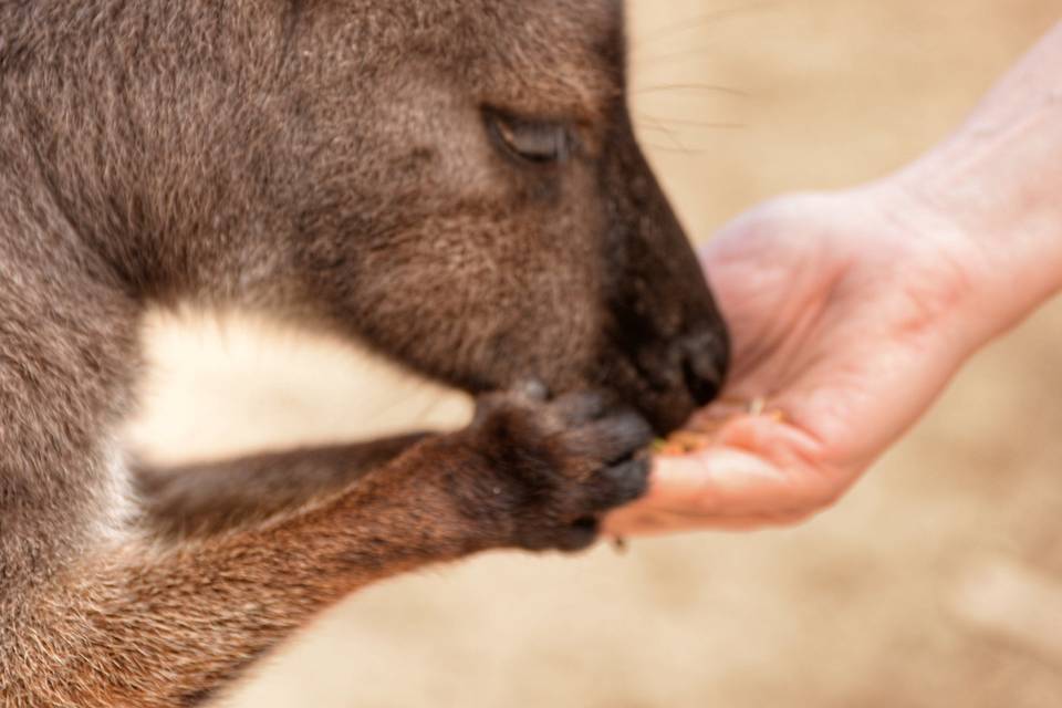 Aussie friend