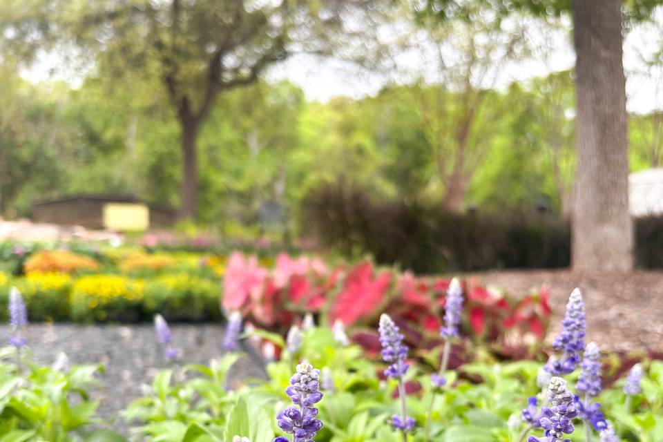 Carleen Bright Arboretum