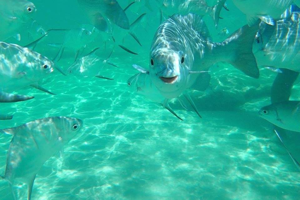 Snorkeling