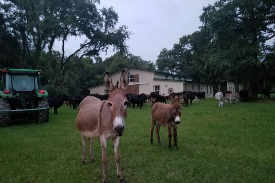 Friendly donkeys