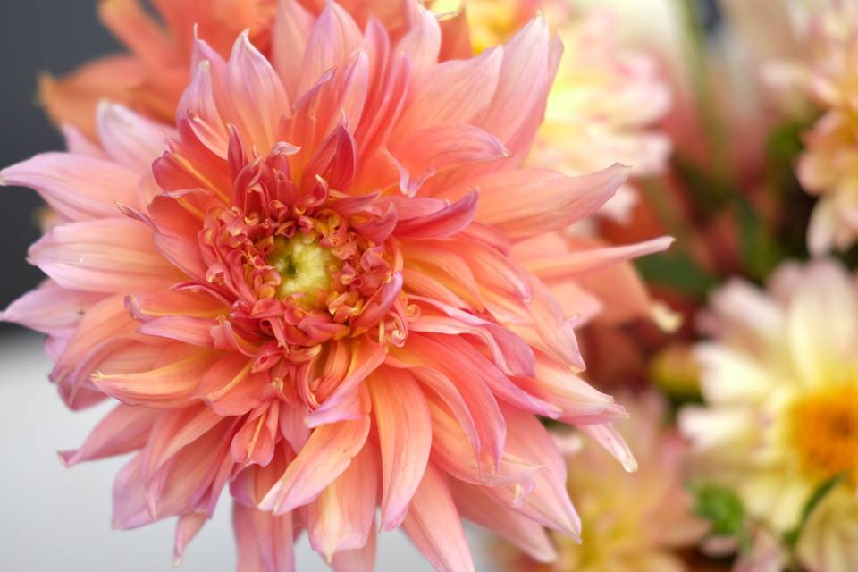 Dahlia