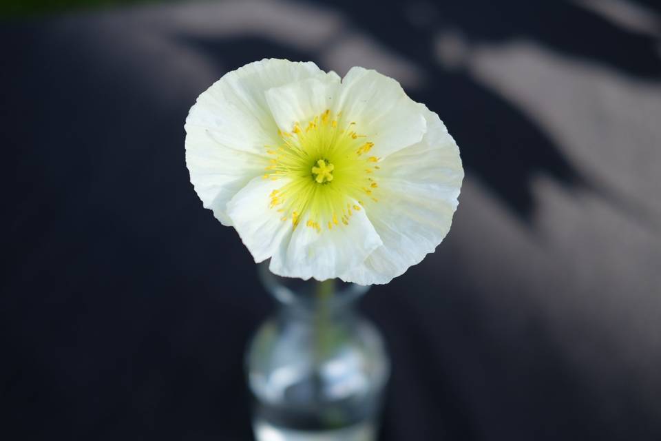 Zinnias