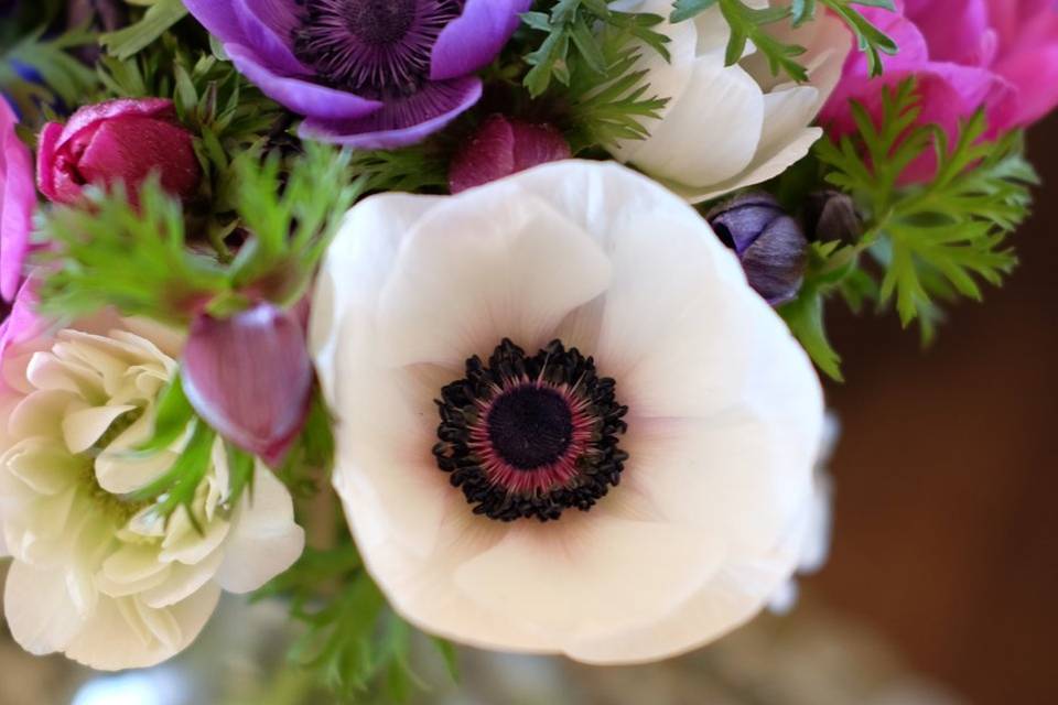 Anemones