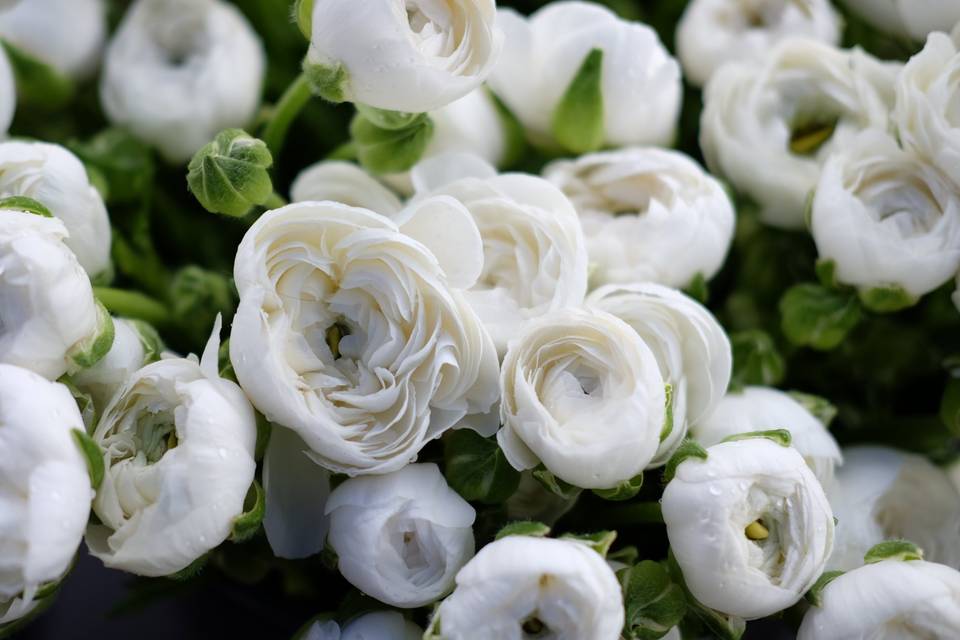 Ranunculus