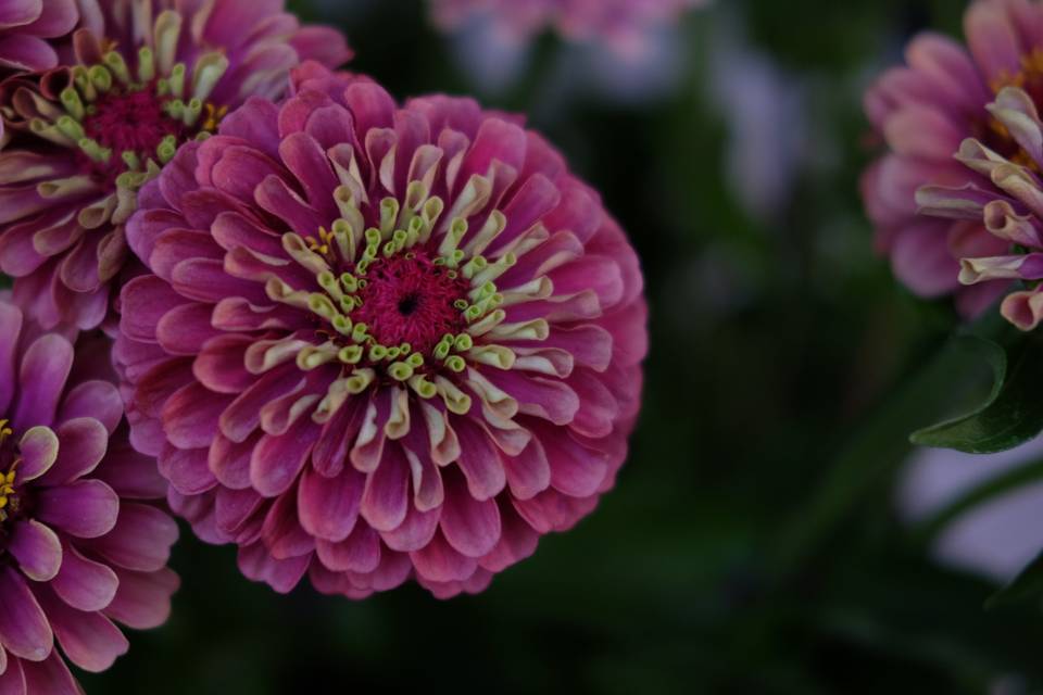 Zinnias