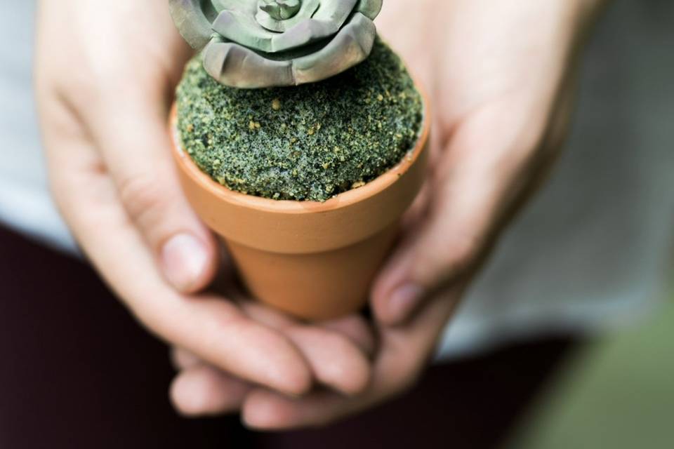 Edible moss and sugar succulent
