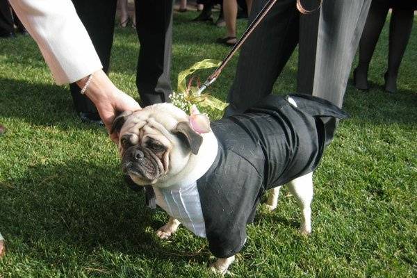The ring bearer stole the show!