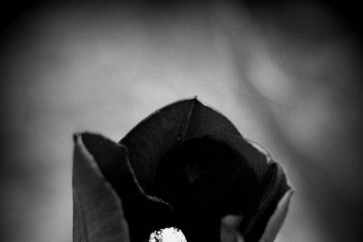 Snapdragon Photography, LLC