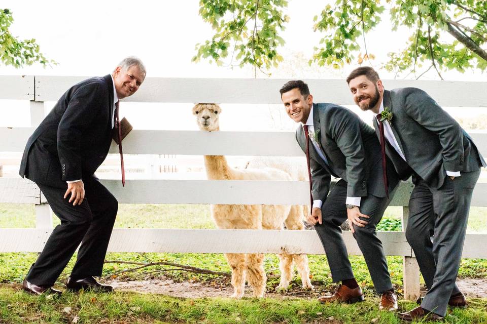 ALPACAS STEAL THE SHOW