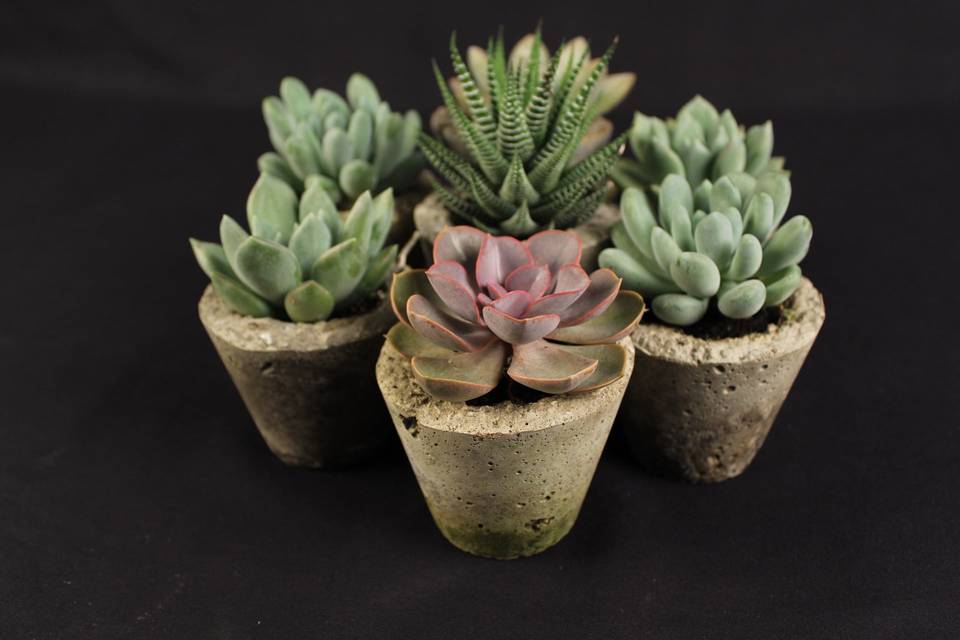 Bennett Plants