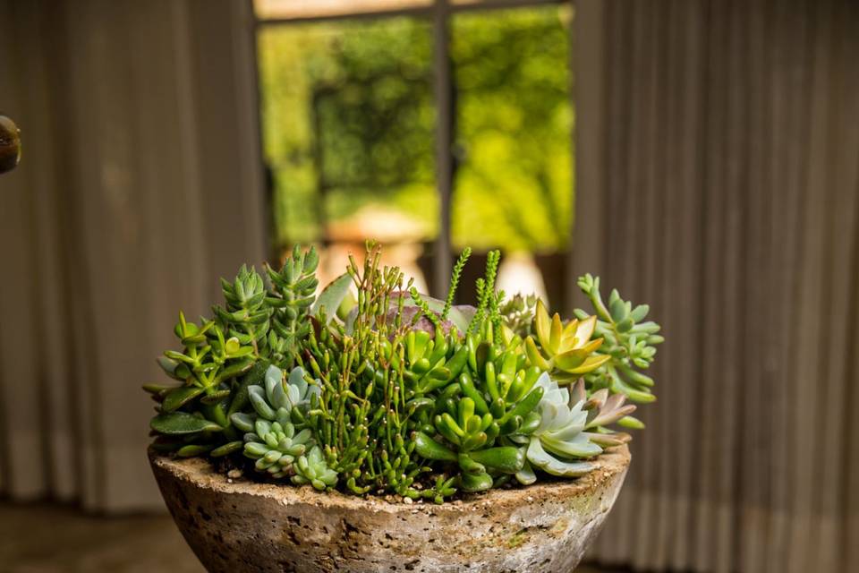 Plants behind the kitchen sink