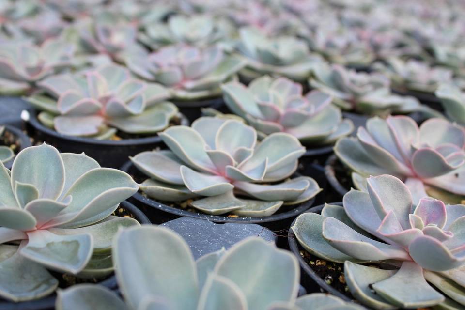 Closeup of plants in pots