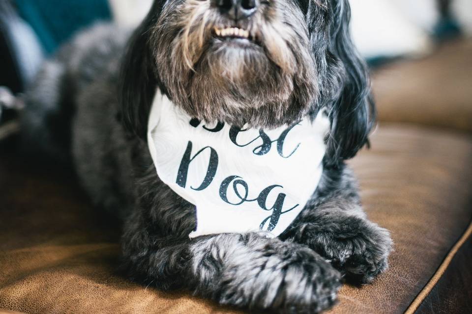 Dog Ring Bearer