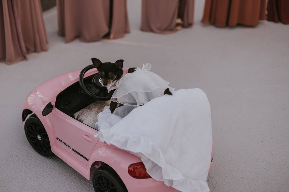 Dog Ring Bearer