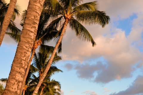 Couple amid the palm trees